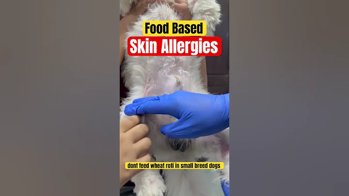 Skin allergies in dogs