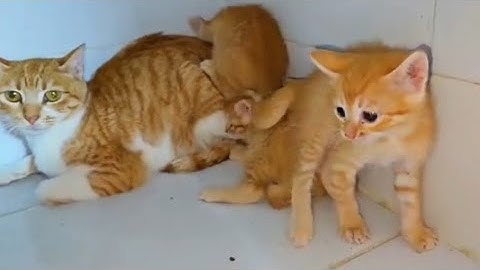My first vlog Cats family very intesting ❤❤❤