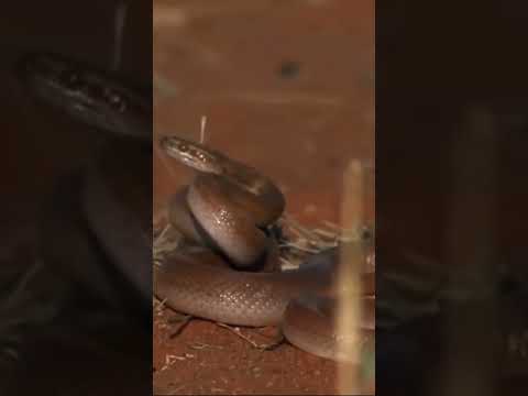 Молодой Медоед учится охотится на змей. Часть 1