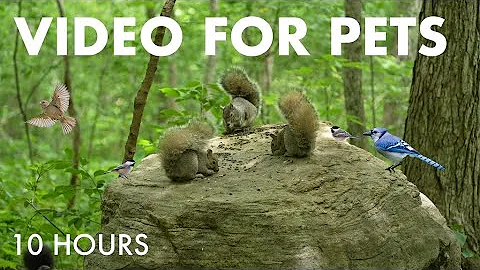 Video 9930391: canadian forest, cat pets