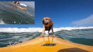 Surfing dog takes the GOLD and has  a great time doing it. @charliesurfsup5095