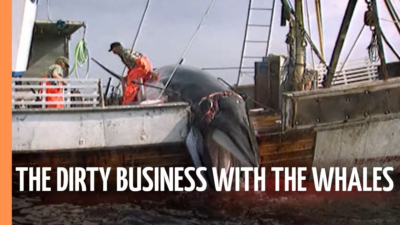 The dirty business with the Whales | Full Documentary