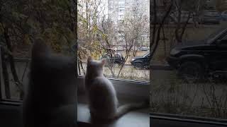 Котенок Умка и синички