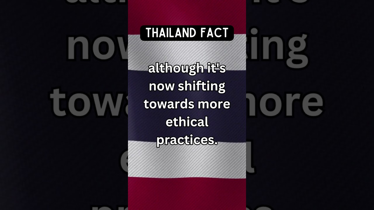Thailand's Ethical Elephant Shift 🐘 - Shorts 