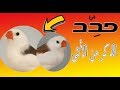 هل سبق لك وشاهدت طفرات طيور الزيبرا وهل تعرق كيف تفرق بين الذكر وألأنثى