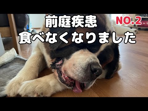 【セントバーナードNO.2】 五日間も食べないので強制的に食べさせるため病院で歯茎に付けて食べさせる指導受けました。