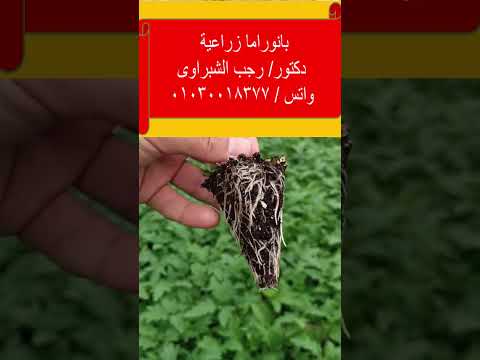 لماذا نضيف منشط الجذور وهل اضافة منشط الجذور تغنى عن اضافة الاسمدة الكيميائيةاو تحد منها