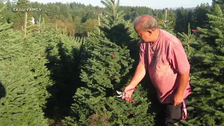 Changes ahead for a tree lot that has brought holiday cheer to Oahu families for decades