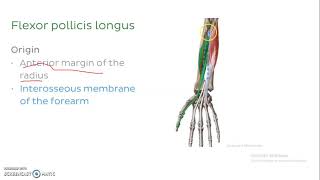 Flexor Pollicis Longus
