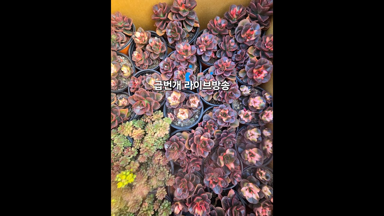 #반야네다육#라이브방송#매니아식제판매#초보다육#눔#몽클세라믹분# #달팽이분#곰곰팟