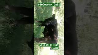 95000сом ангус бычок жаш адрес Талас+996 551 991 535