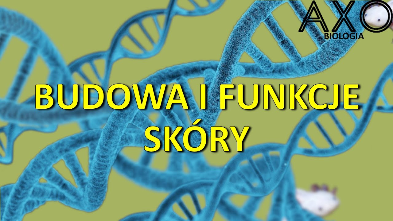 Budowa I Funkcje Skóry Klasa 7