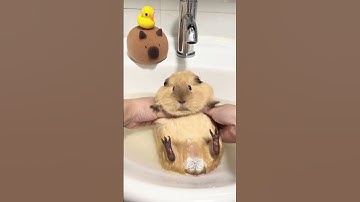 Thumbnail of Some pigs become guinea pigs when they are washed. Guinea pigs. Cute pet daily records. Rat dail
