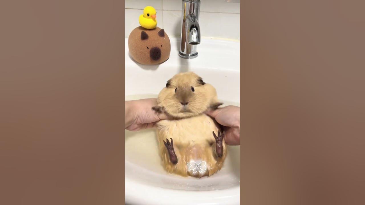 Some pigs become guinea pigs when they are washed. Guinea pigs. Cute pet daily records. Rat dail