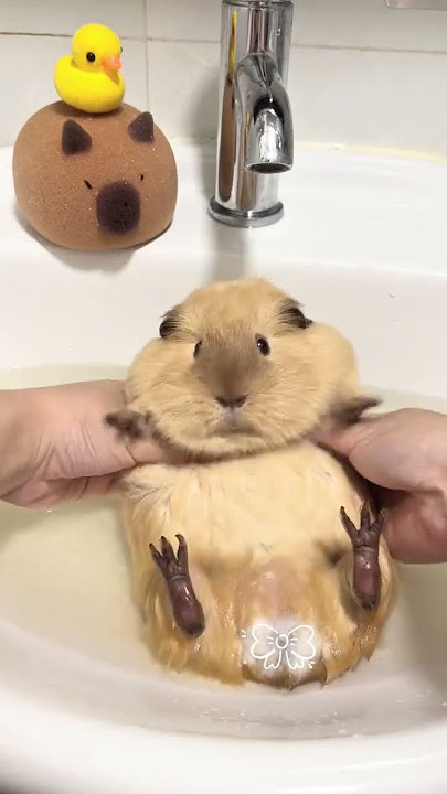 Some pigs become guinea pigs when they are washed. Guinea pigs. Cute pet daily records. Rat dail