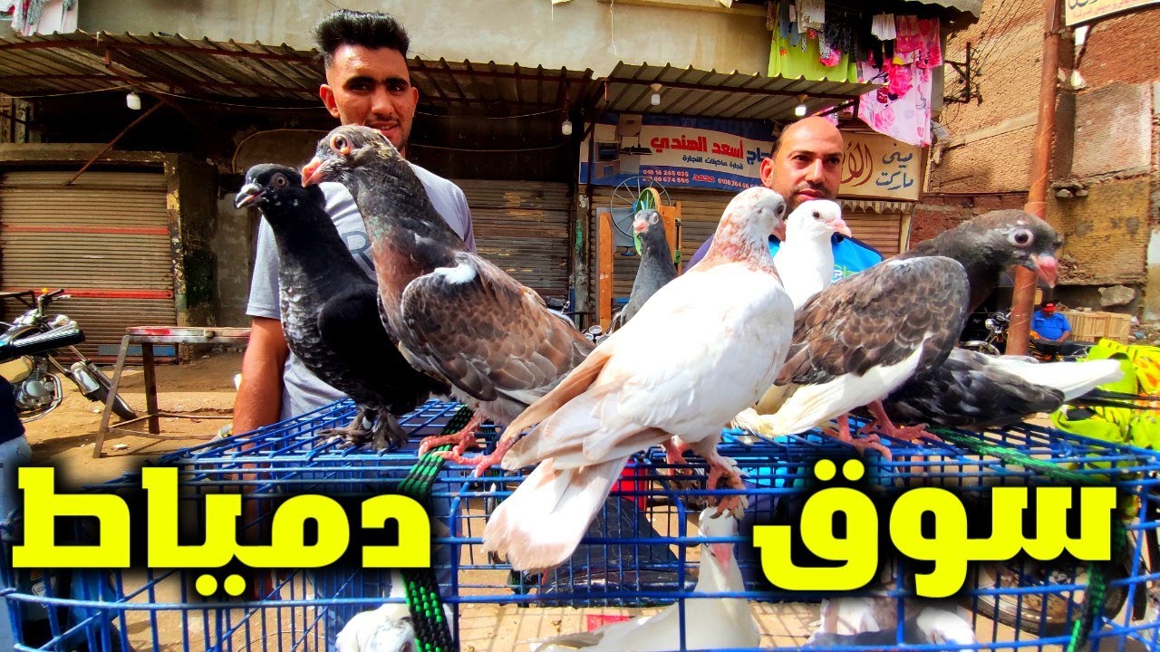 سوق الحمام انهارده في دمياط حمام زينه و غزار و مسابقه 100جنيه كاش