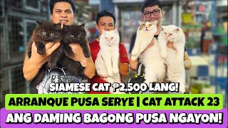 ANG GANDA NG MGA ALOK NGAYON NG PUSA | ARRANQUE PET MARKET | APRIL 04, 2024