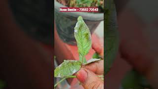 ரோஜா இலைகள் ஓரம் வெள்ளை படிவம் இருக்கா பயப்பட வேண்டாம் 👍#rosecaring #organicfertilizer #Rose Bestie