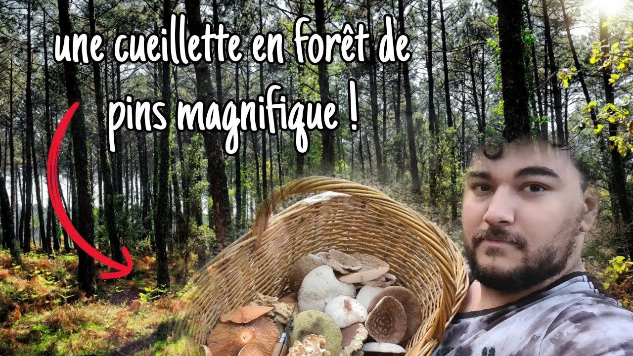 CUEILLETTE sous les PINS, à la RECHERCHE des MERVEILLES CACHÉES ! 