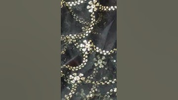 Sequence work net fabric #dress #boutique #fashion #fabric #tranding #wholesale #dressmaterials