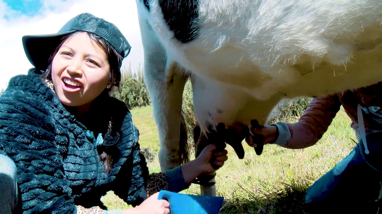 SACANDO LECHE A MI VACA SAMANTA - SHULALA TV - UN DIA CON MIS VACAS