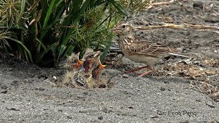 小雲雀育雛 / Oriental Skylark Breeding