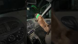 2 мая 2026 г. Саня-цветомузыка изучает салон калины.  #automobile #котик