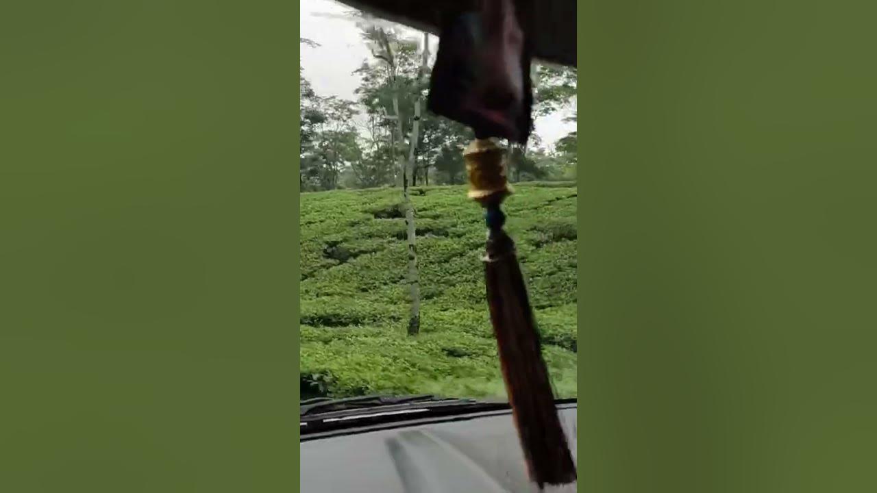 zurrantee tea estate tour YouTube