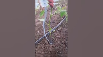 Lanjaran Tomat Simpel, #tomato #budidaya #pertanian