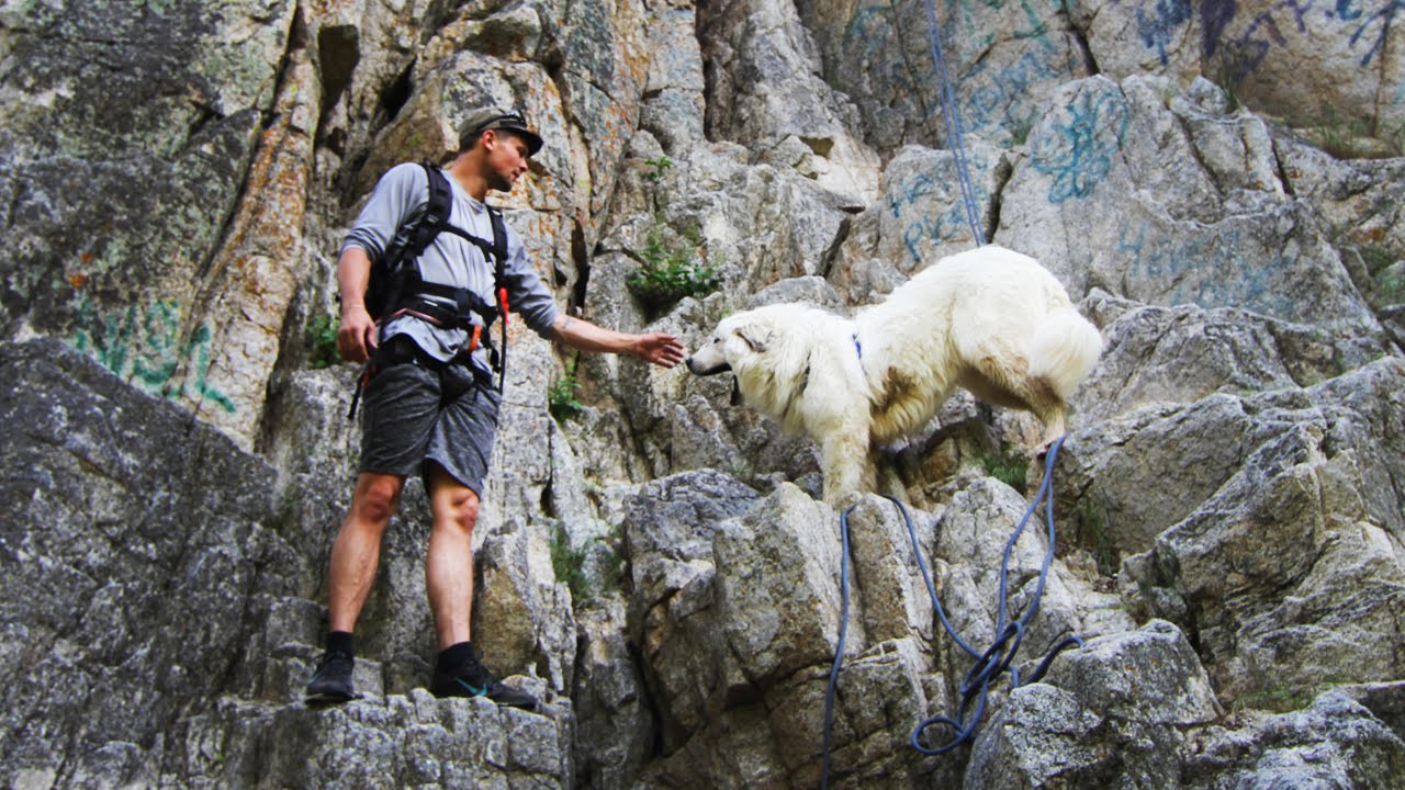 SUGAR THE ROCK CLIMBING DOG! YouTube