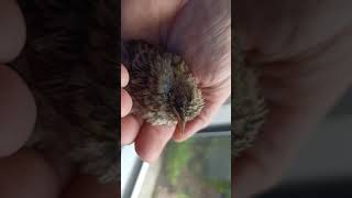 Ein Winzling Aber Mit Charakter - Fliegenschnäpper A Tiny One But With Character - Flycatcher