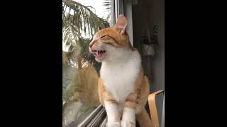 Cat.exe is glitching