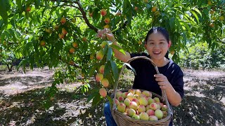 The peaches are ripe,one by one,fresh and sweet