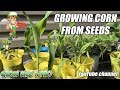 Growing Corn From Seeds   July 11th Update