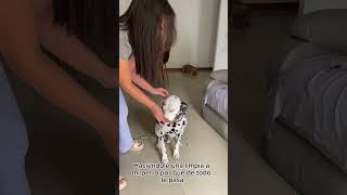 Para a que no le pasen tantas cosas 😓#dalmatas #mascotas #perrosgraciosos