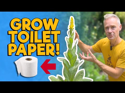 Wideo: Wyhoduj własny papier toaletowy – czy możesz używać roślin jako papieru toaletowego