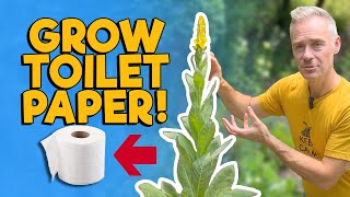 Grow your Own Toilet Paper: The Mullein Plant! screenshot 5