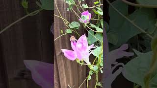 Famous Double Morning Glory! Net Worth