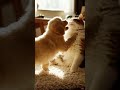 Kucing dan anjing lucu ini sedang bermain #videoshort #shorts #kucing #kucinglucu #anjing #animals