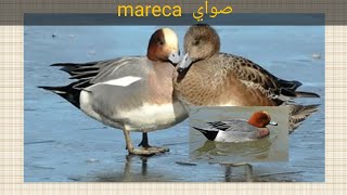 صوت البط الصواي mareca