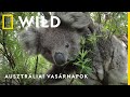 Ausztráliai vasárnapok június 6-tól vasárnaponként 18:00-kor ǀ National Geographic WILD