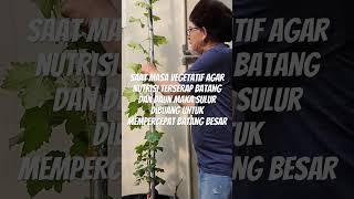 Sulur dibuang agar batang cepat besar &amp; warna jadi coklat #farming #garden #grape #fruit #shorts