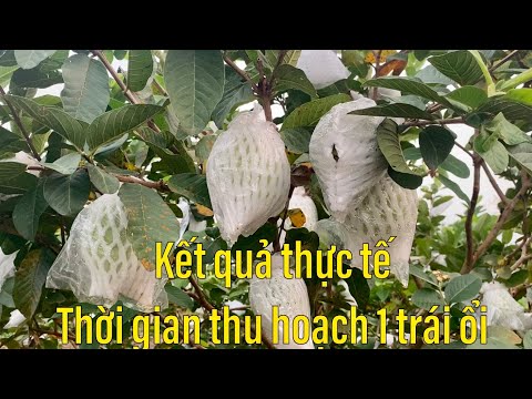 Video: Khi nào Cây Ổi Ra Quả - Bao Lâu Cho Đến Khi Cây Ổi Ra Quả