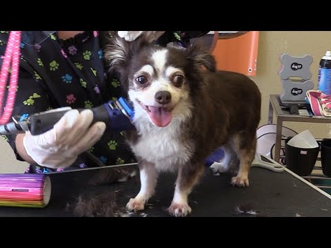 Video: Bisakah Anjing Saya Menderita Penyakit Cushing?