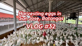 Harvesting eggs in San Jose, Batangas