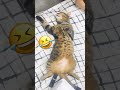 Funny moment with my cat #trending #cat #pets