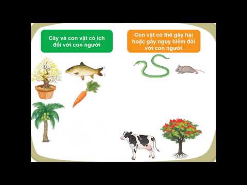 Video Tuần 23 - TNXH - Ôn tập chủ đề Thực vật và động vật - youtube