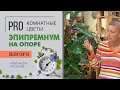 Эпипремнум на опоре - в чем отличие от ампельных его собратьев?