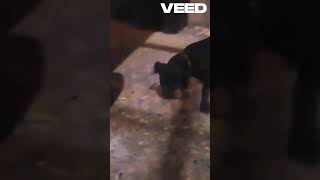 Shaken Rats Terrier Vs Rat