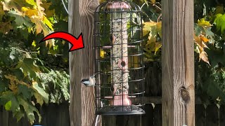 This Bird Feeder Really is Squirrel Proof